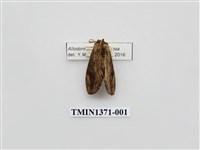 藏品(烏雲舟蛾)的圖片